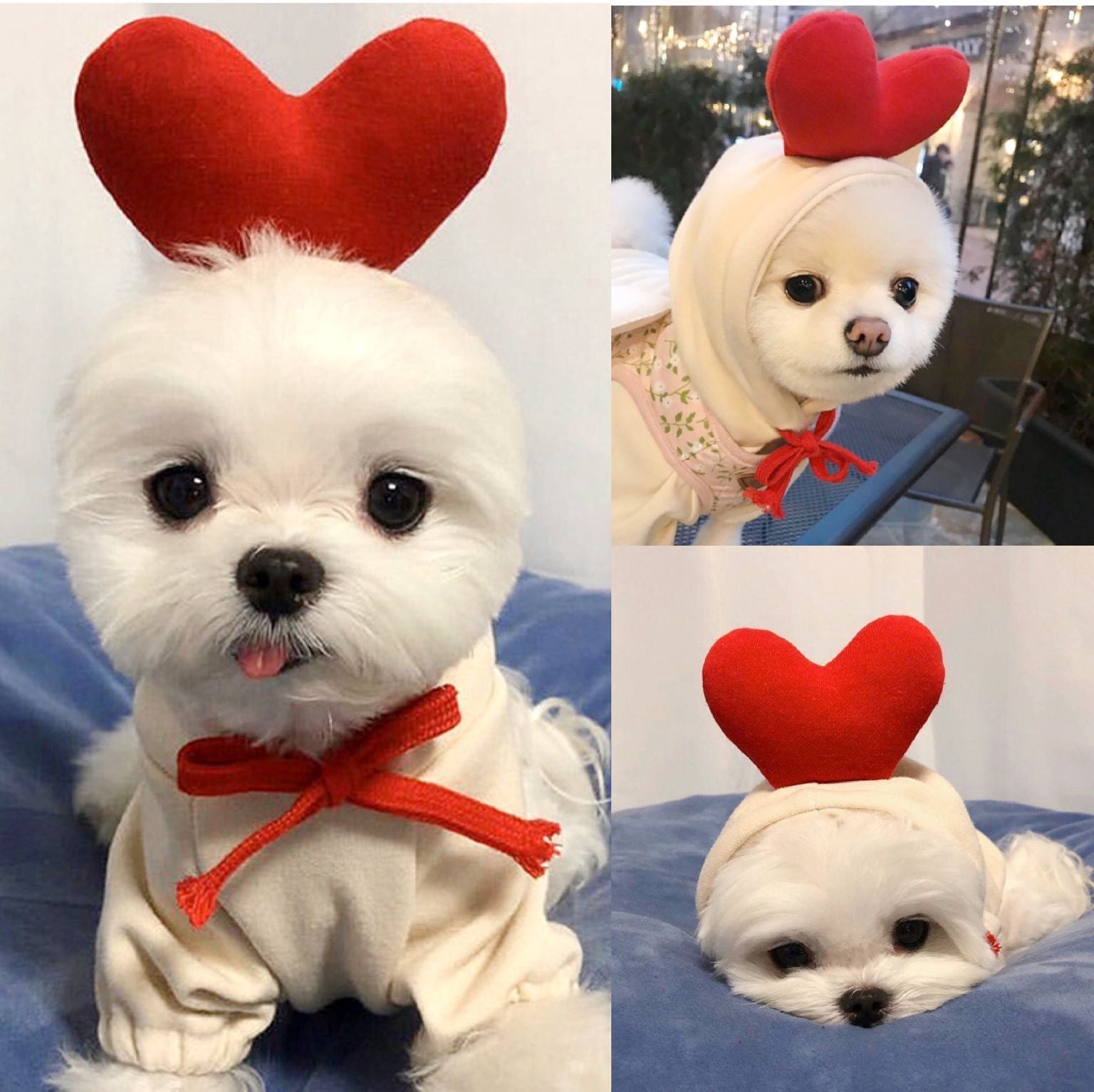 Dog Autumn And Winter Clothing Small And Medium Dog Love Two Legged Cat Cute Pet Clothing - Premium 0 from My Needy Pets - Just $13.95! Shop now at My Needy Pets