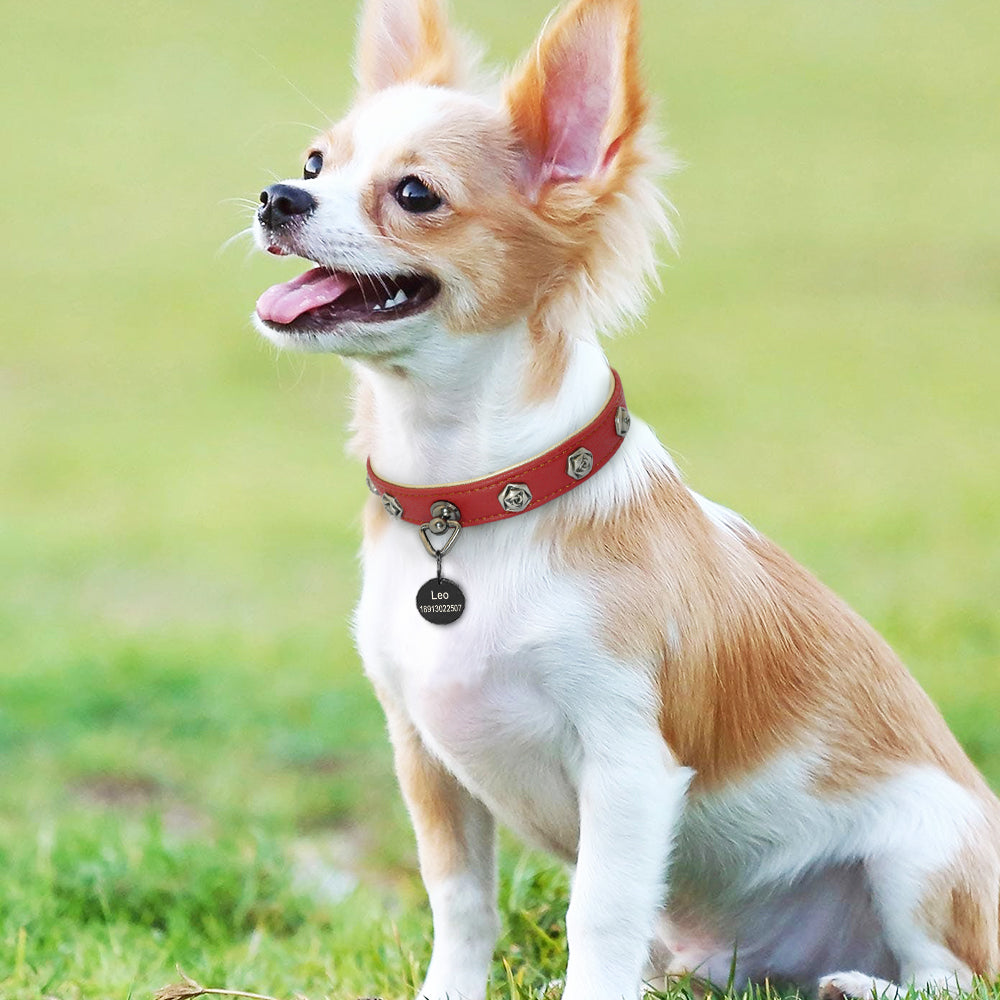 Pet leather collar - Premium 7 from My Needy Pets - Just $49.95! Shop now at My Needy Pets