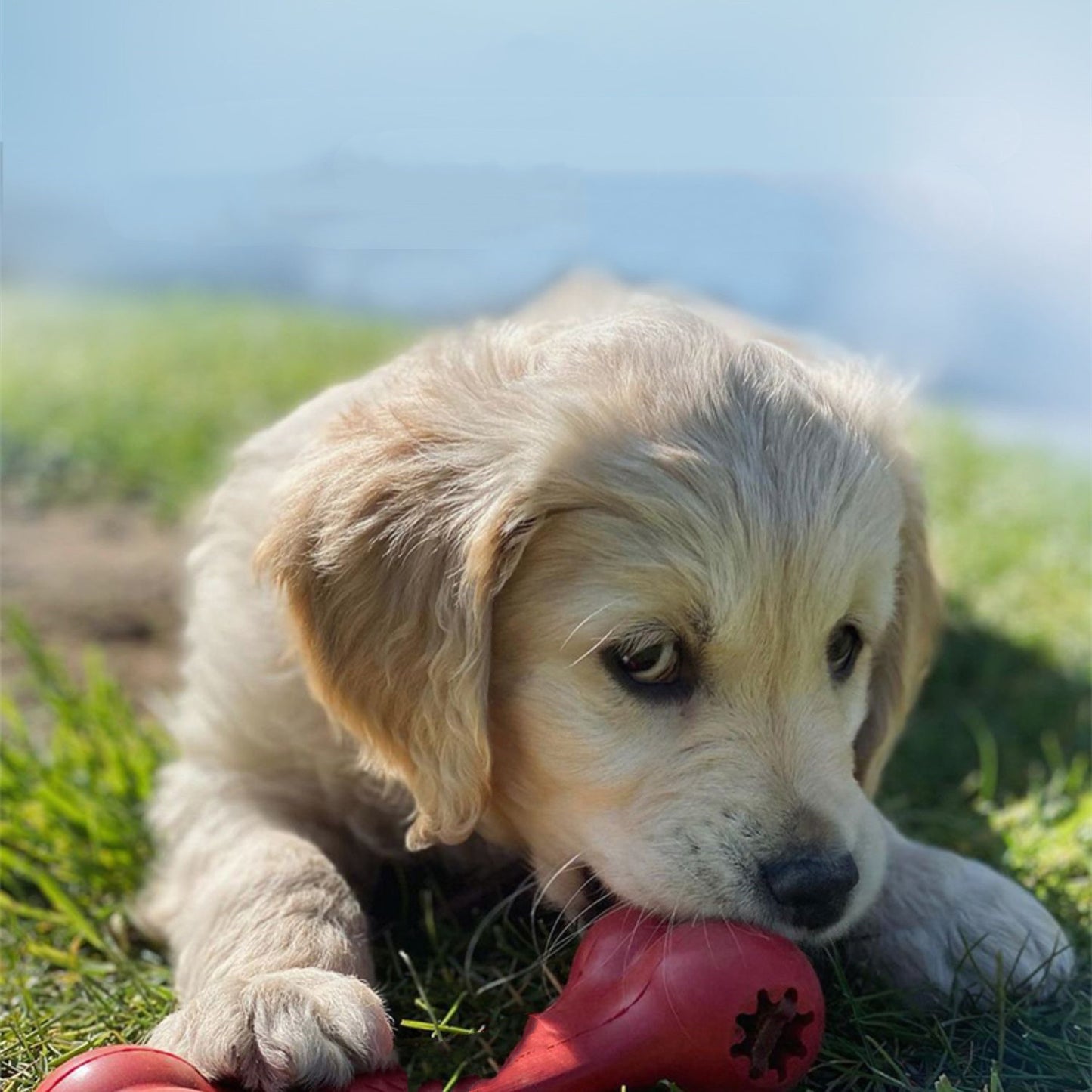 Dog Bite Resistant Rubber Grinding Toys - Premium 0 from My Needy Pets - Just $17.73! Shop now at My Needy Pets